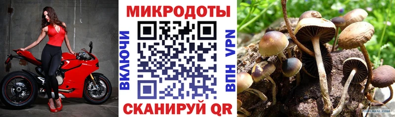 Псилоцибиновые грибы Cubensis Пудож